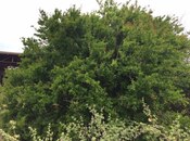 Satılır  torpaq 30 sot, Mərdəkan q., photo 6 from 8