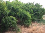 Satılır  torpaq 30 sot, Mərdəkan q., photo 4 from 8