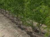 Satılır  torpaq 2 000 sot, Xaçmaz r., photo 8 from 8