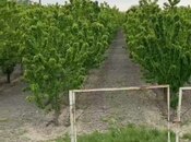 Satılır  torpaq 2 000 sot, Xaçmaz r., photo 7 from 8