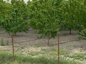 Satılır  torpaq 2 000 sot, Xaçmaz r., photo 2 from 8