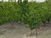 Satılır  torpaq 2 000 sot, Xaçmaz r., photo 4 from 8