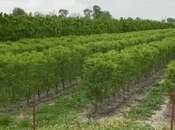 Satılır  torpaq 2 000 sot, Xaçmaz r., photo 3 from 8