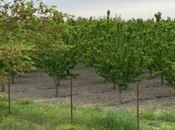 Satılır  torpaq 2 000 sot, Xaçmaz r., photo 5 from 8