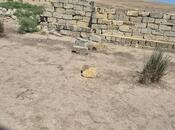 Satılır  torpaq 67 sot, Novxanı q., photo 4 from 7