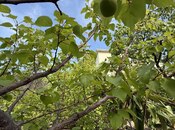 Satılır 7 otaqlı həyət evi/bağ evi 148 m², Novxanı q., photo 8 from 8