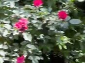 Продаётся  участок 6.4 сот, м. Насими, photo 7 from 7