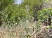 Объявление №5241791 - Баку, м. Насими, 6.4 сот