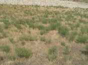 Продаётся  участок 12 сот, пос. Новханы, photo 2 from 8