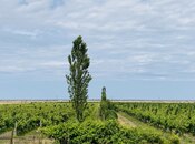 Elan №5261200 - Şabran, Şabran, 16000 sot