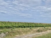 Satılır  torpaq 16 000 sot, photo 7 from 8