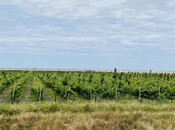 Satılır  torpaq 16 000 sot, photo 4 from 8