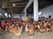 Продаётся  объект 100 000 м², Абшеронcкий  р., photo 7 from 7