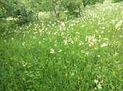 Satılır  torpaq 50 sot, photo 3 from 4