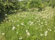 Satılır  torpaq 50 sot, photo 4 from 4