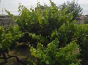 Satılır  torpaq 12 sot, Nardaran q., photo 4 from 8