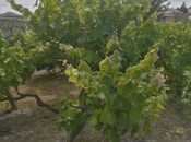 Satılır  torpaq 12 sot, Nardaran q., photo 6 from 8