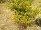 Satılır  torpaq 12 sot, Nardaran q., photo 8 from 8