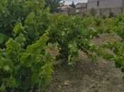 Satılır  torpaq 12 sot, Nardaran q., photo 5 from 8