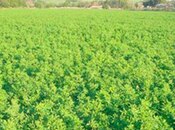 Elan №5273352 - Zaqatala, Zaqatala, 2000 sot