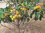 Сдаётся 5-комн. дом/дача 300 м², пос. Пиршаги, photo 7 from 8