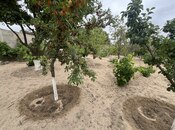 Продаётся  участок 24 сот, пос. Мардакан, photo 4 from 7