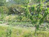 Satılır  torpaq 21 sot, Avtovağzal m., photo 4 from 8