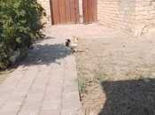 Satılır 2 otaqlı həyət evi/bağ evi 90 m², Ceyranbatan q., photo 6 from 8