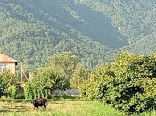 Участок - Габала - 100 сот