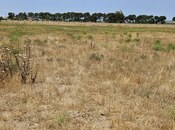 Satılır  torpaq 150 sot, Maştağa q., photo 7 from 8