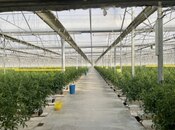 Объявление №5325906 - Баку, пос. Зире, 5000 м²