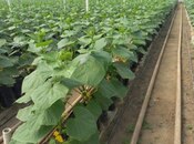 Продаётся  объект 5 000 м², пос. Зире, photo 4 from 5