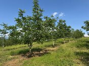 Продаётся  участок 2 000 сот, photo 7 from 8