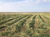 Elan №5380336 - İmişli, İmişli, 10000 sot