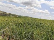 Satılır  torpaq 7 490 sot, photo 8 from 8