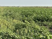 Satılır  torpaq 7 000 sot, photo 6 from 8