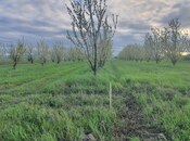 Объявление №5430077 - Хачмаз, Хачмаз, 235 сот