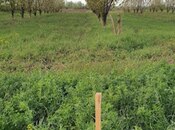 Продаётся  участок 235 сот, Хачмазский р., photo 3 from 3