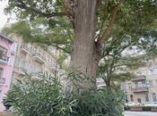 Продаётся 3-комн. вторичка 90 м², м. Ичеришехер, photo 4 from 8