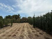 Elan №5436341 - Bakı, Buzovna q., 15.3 sot