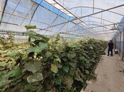 Продаётся  объект 4 000 м², пос. Новханы, photo 7 from 8