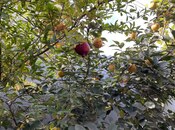 Satılır 6 otaqlı həyət evi/bağ evi 165 m², Əhmədli m., photo 6 from 8