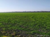 Elan №5448468 - Xaçmaz, Xaçmaz, 1300 sot