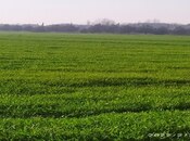 Продаётся  участок 1 300 сот, Хачмазский р., photo 3 from 5