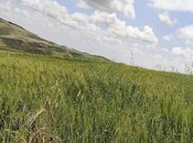 Elan №5459218 - Qobustan, Qobustan, 7421 sot