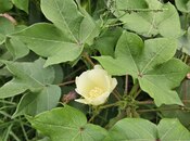 Satılır  obyekt 3 000 m², photo 2 from 8