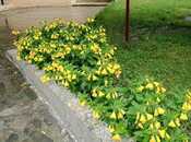 Satılır 5 otaqlı həyət evi/bağ evi 120 m², photo 6 from 8