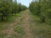 Elan №5508771 - Quba, Quba, 168 sot