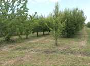 Satılır  torpaq 168 sot, photo 2 from 8