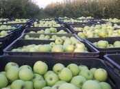 Satılır  torpaq 168 sot, photo 8 from 8